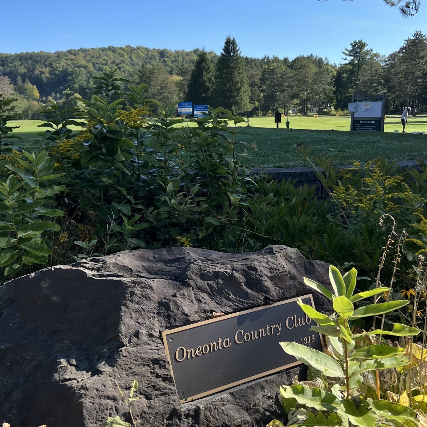 Rock sitting in the bushes
